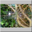 Aeshna cyanea - Blaugruene Mosaikjungfer w11.jpg